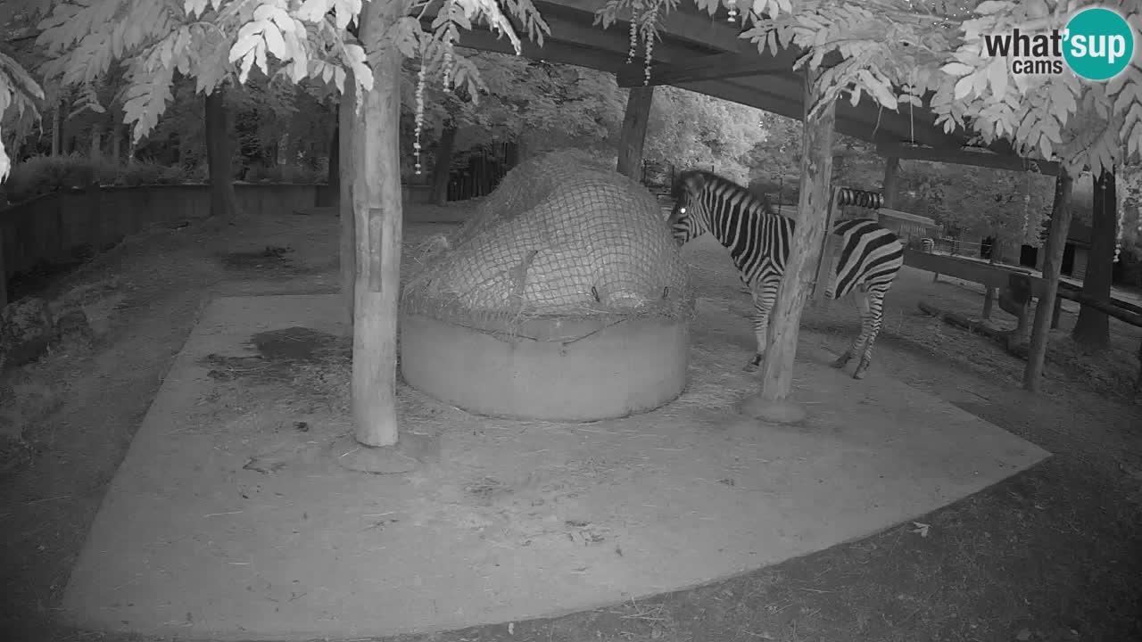 Live webcam Zebras in Ljubljana ZOO – Slovenia