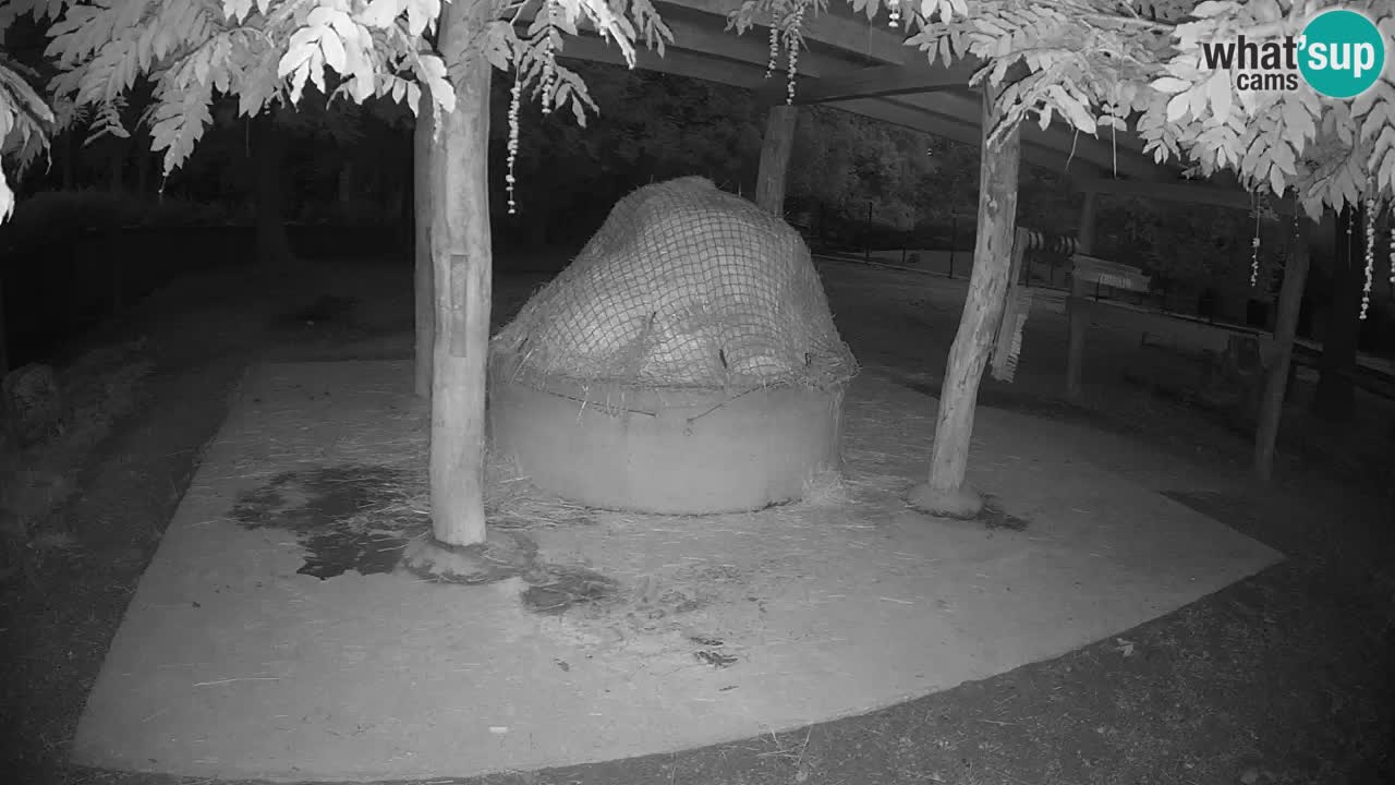 Live webcam Zebras in Ljubljana ZOO – Slovenia