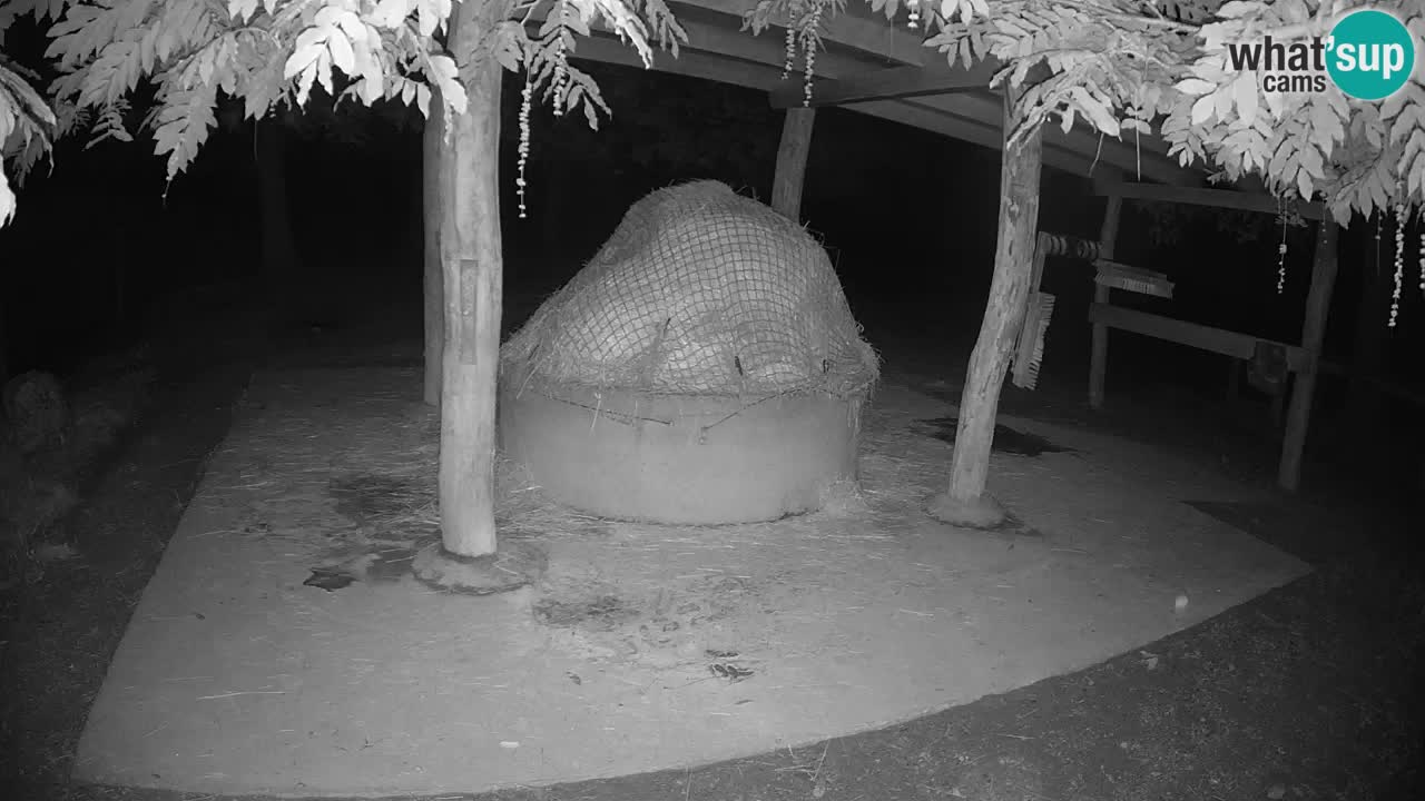 Live webcam Les zèbres in Ljubljana ZOO – Slovénie