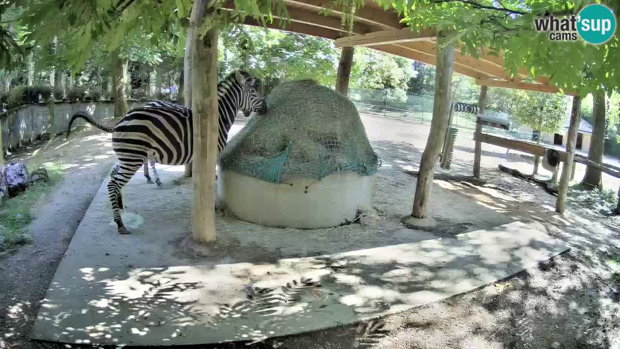 Web kamera uživo Zebras u ZOO Ljubljana – Slovenija