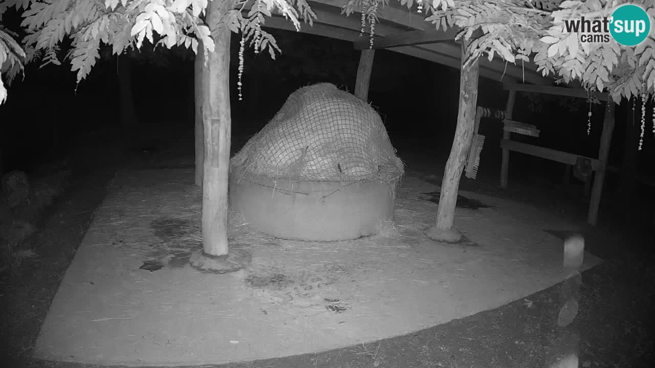 Live webcam Zebras in Ljubljana ZOO – Slovenia