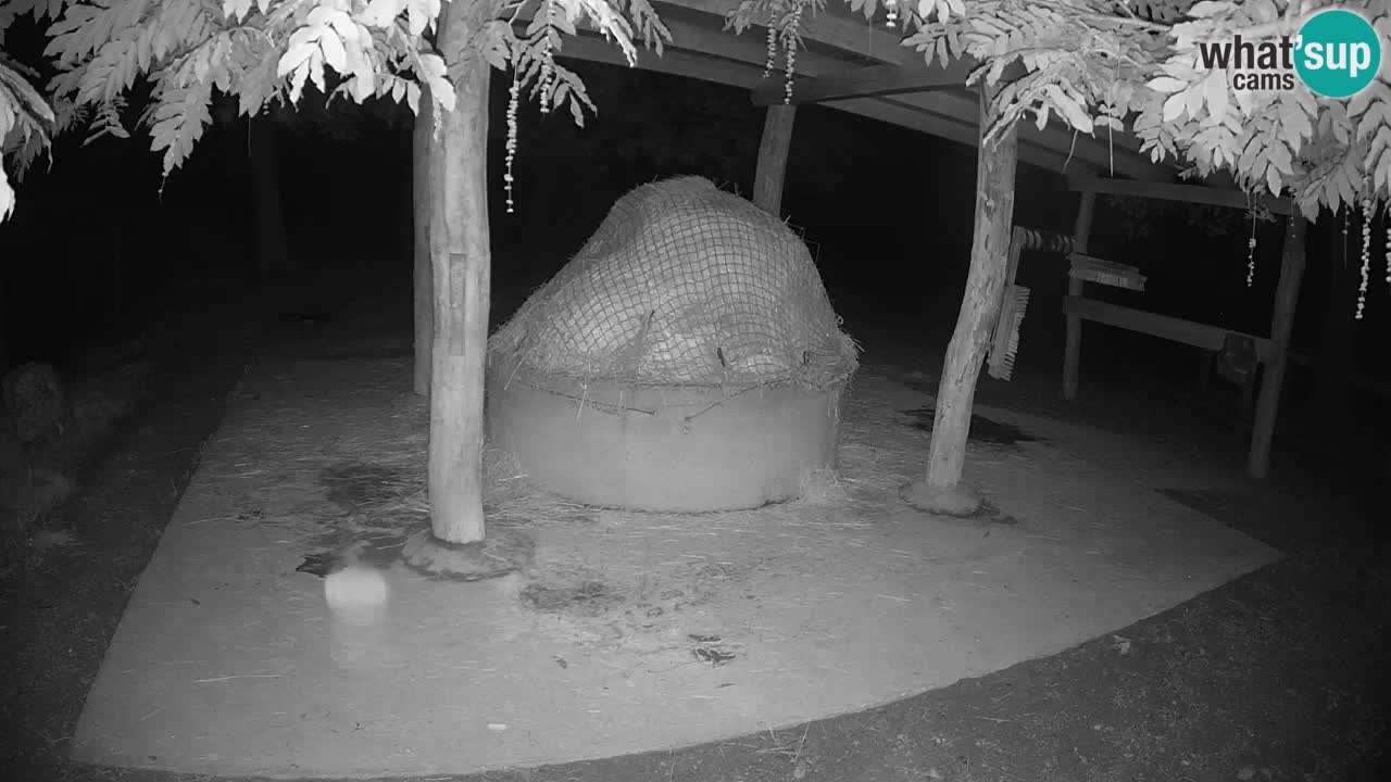 Camera en vivo Cebras in Ljubljana ZOO – Eslovenia