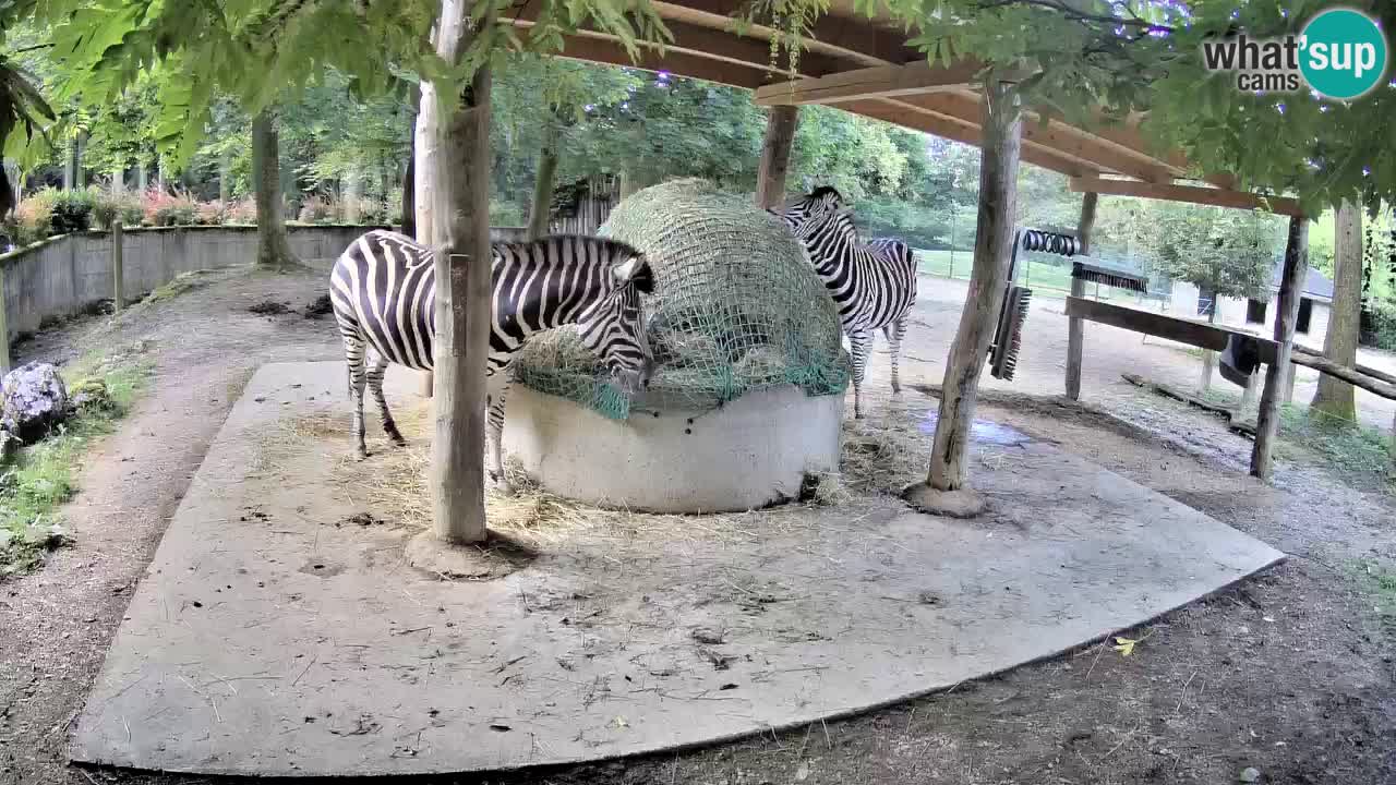Le Zebre nello ZOO di Ljubljana – Slovenia Live webcam