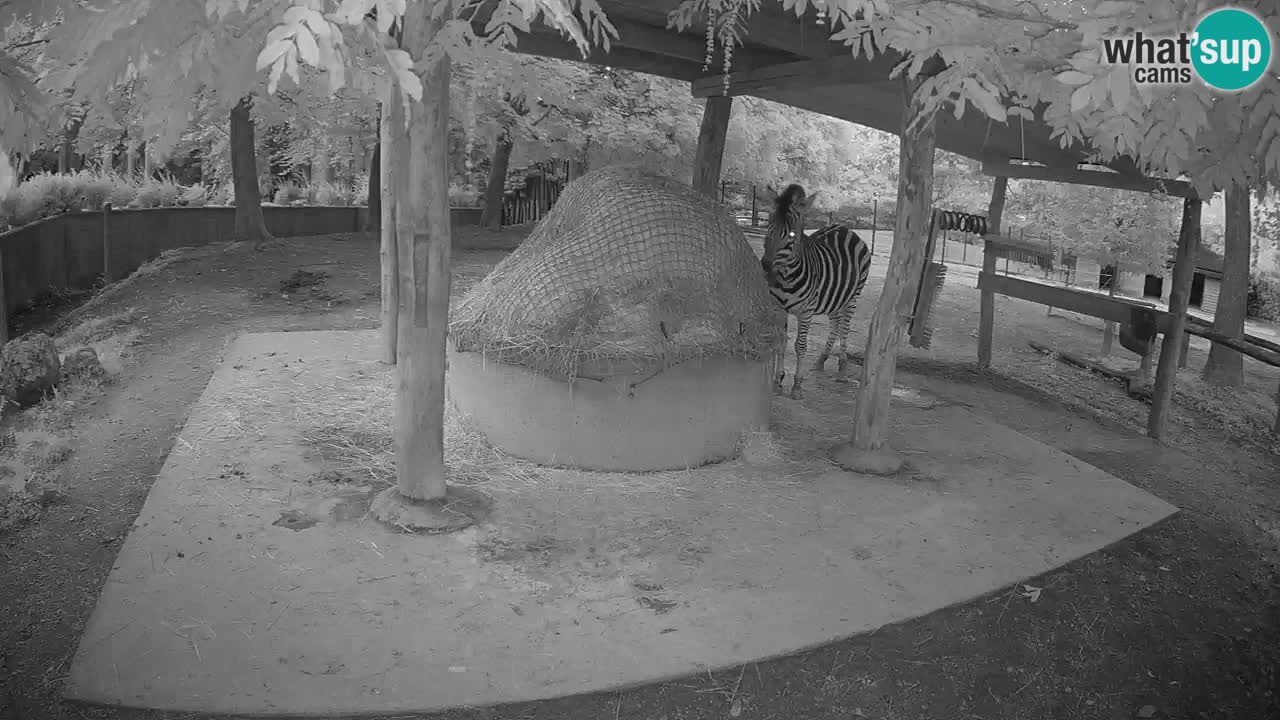 Live webcam Zebras in Ljubljana ZOO – Slovenia