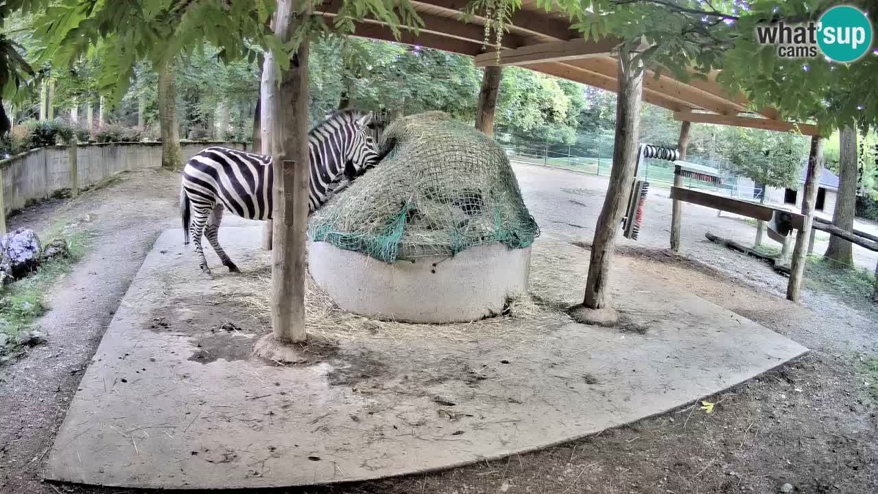 Web kamera uživo Zebras u ZOO Ljubljana – Slovenija