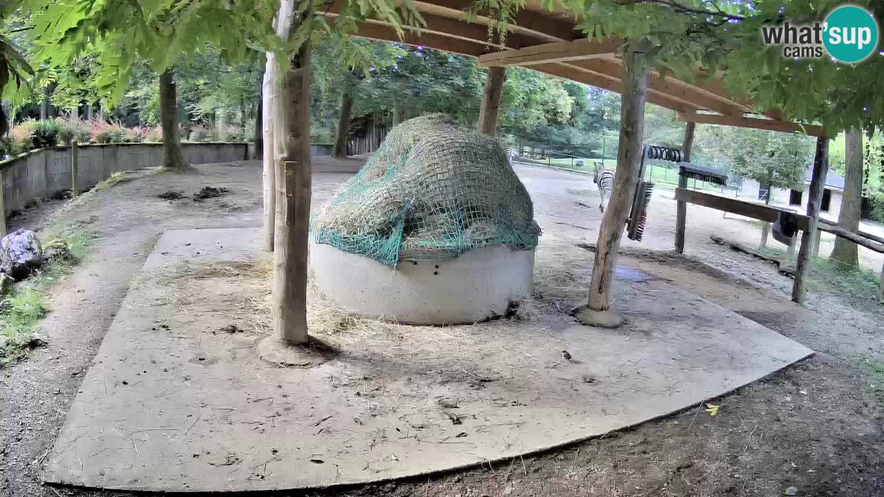 Live webcam Zebras in Ljubljana ZOO – Slovenia