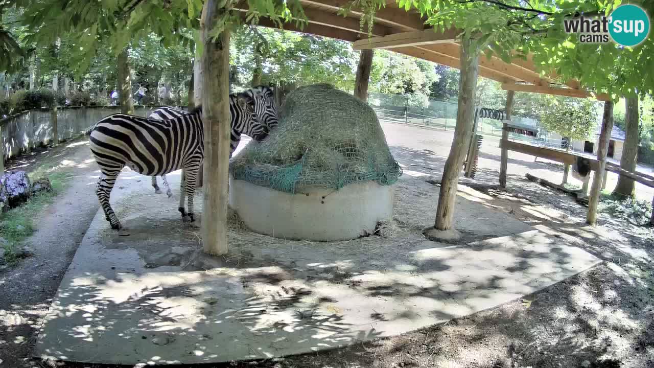 Live webcam Les zèbres in Ljubljana ZOO – Slovénie