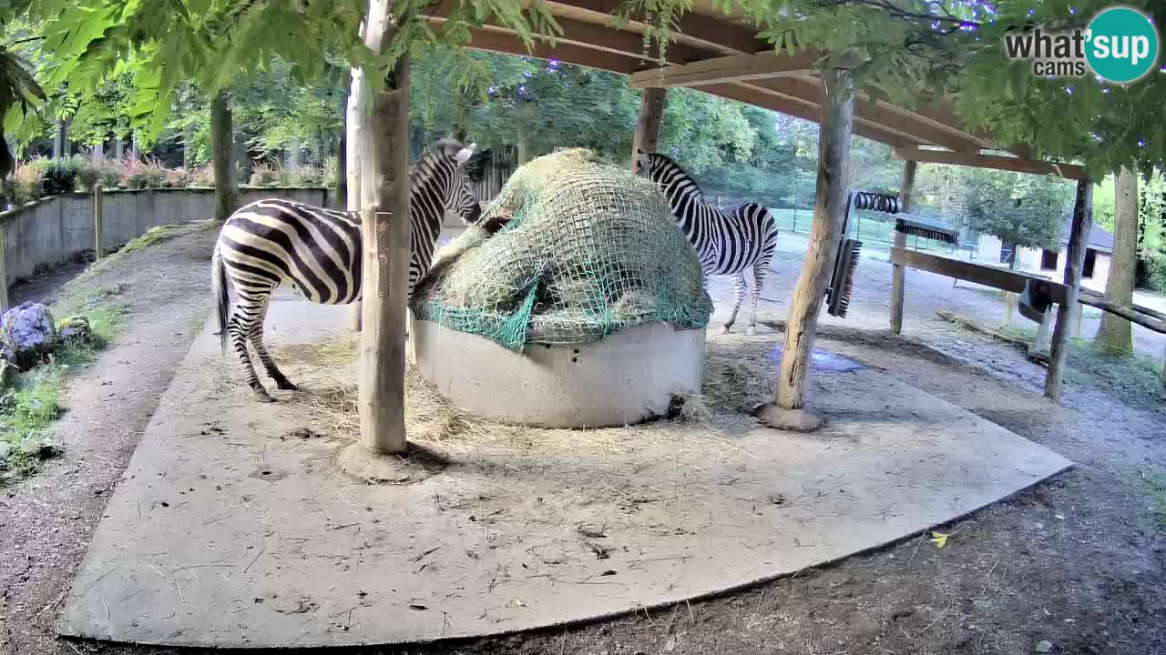 Le Zebre nello ZOO di Ljubljana – Slovenia Live webcam