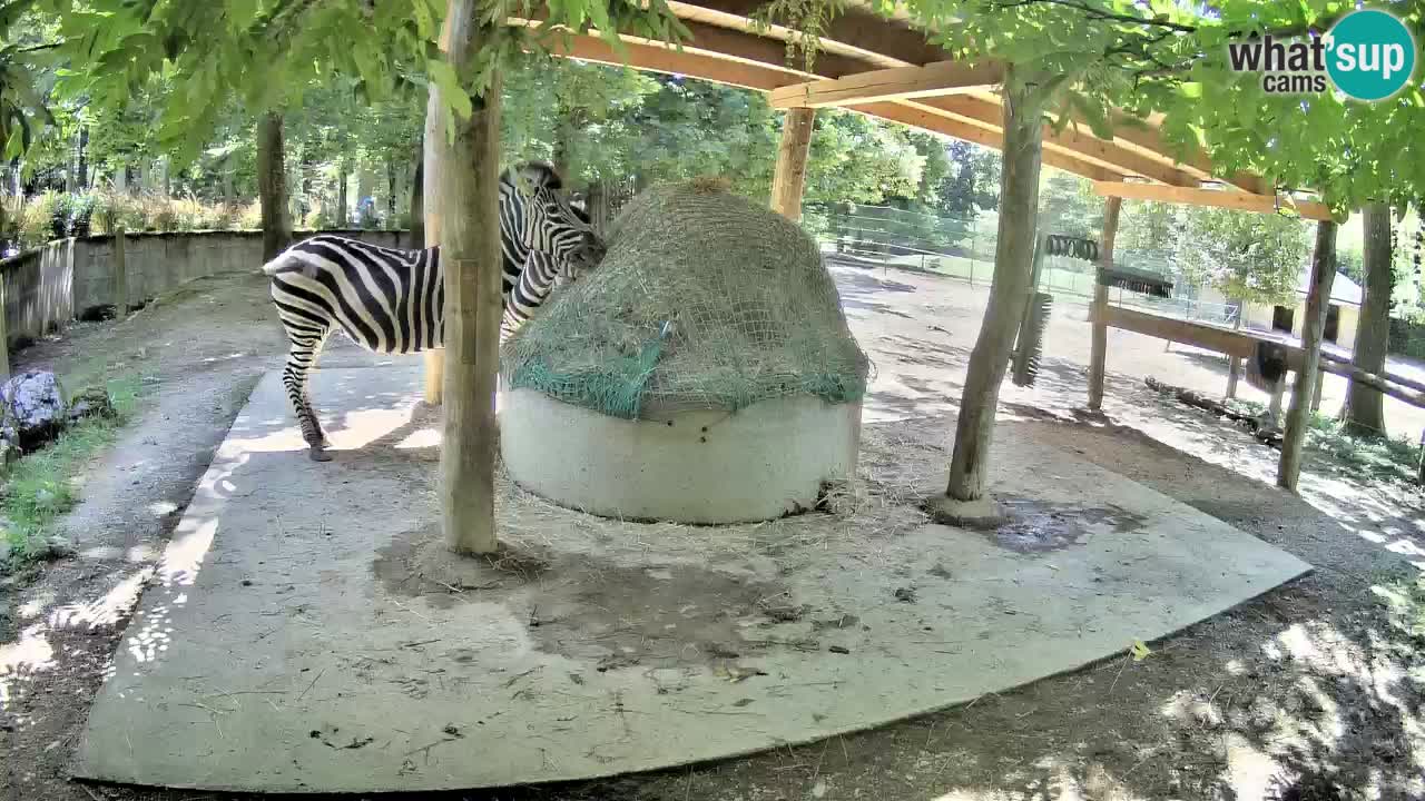 Web kamera uživo Zebras u ZOO Ljubljana – Slovenija