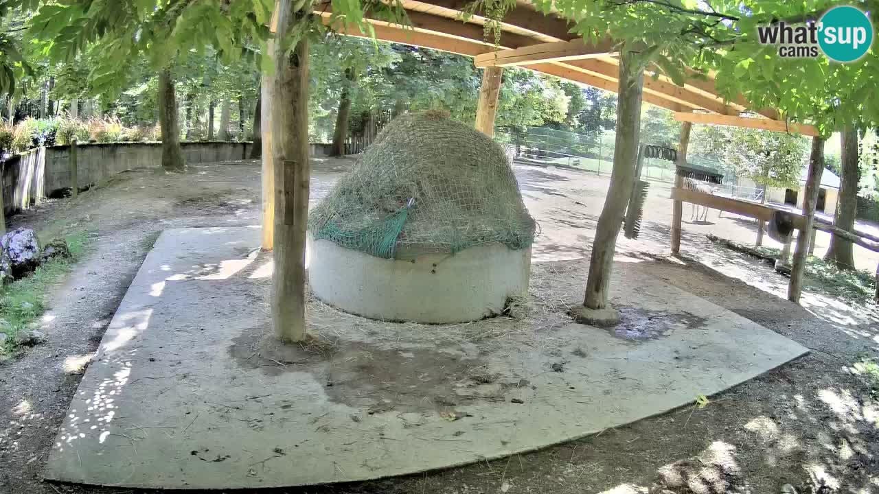 Web kamera uživo Zebras u ZOO Ljubljana – Slovenija