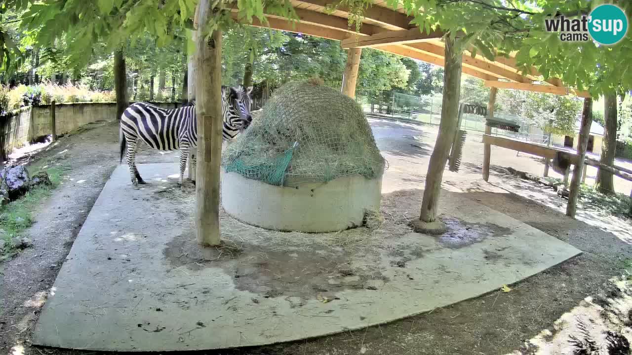 Live webcam Les zèbres in Ljubljana ZOO – Slovénie