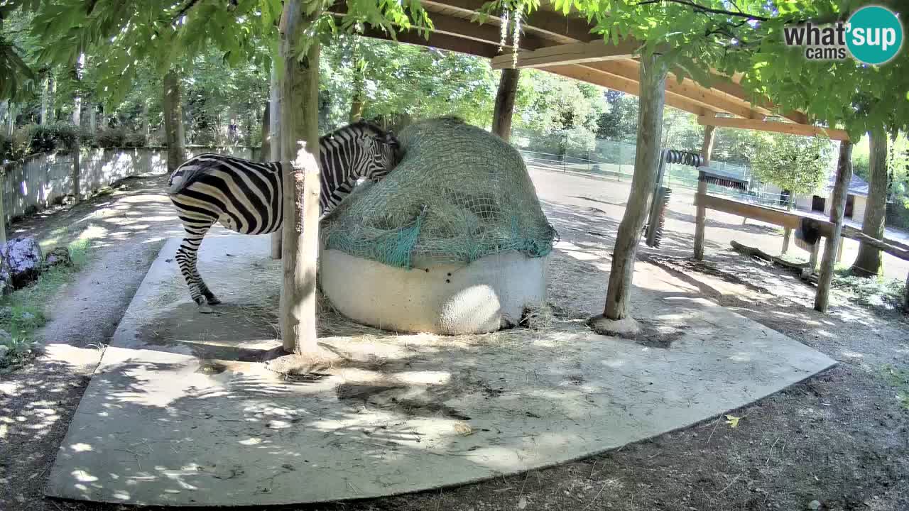 Zebre v živo v živalskem vrtu Ljubljana ZOO spletne kamere
