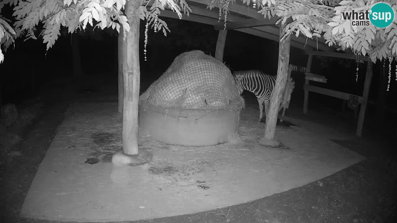 Camera en vivo Cebras in Ljubljana ZOO – Eslovenia