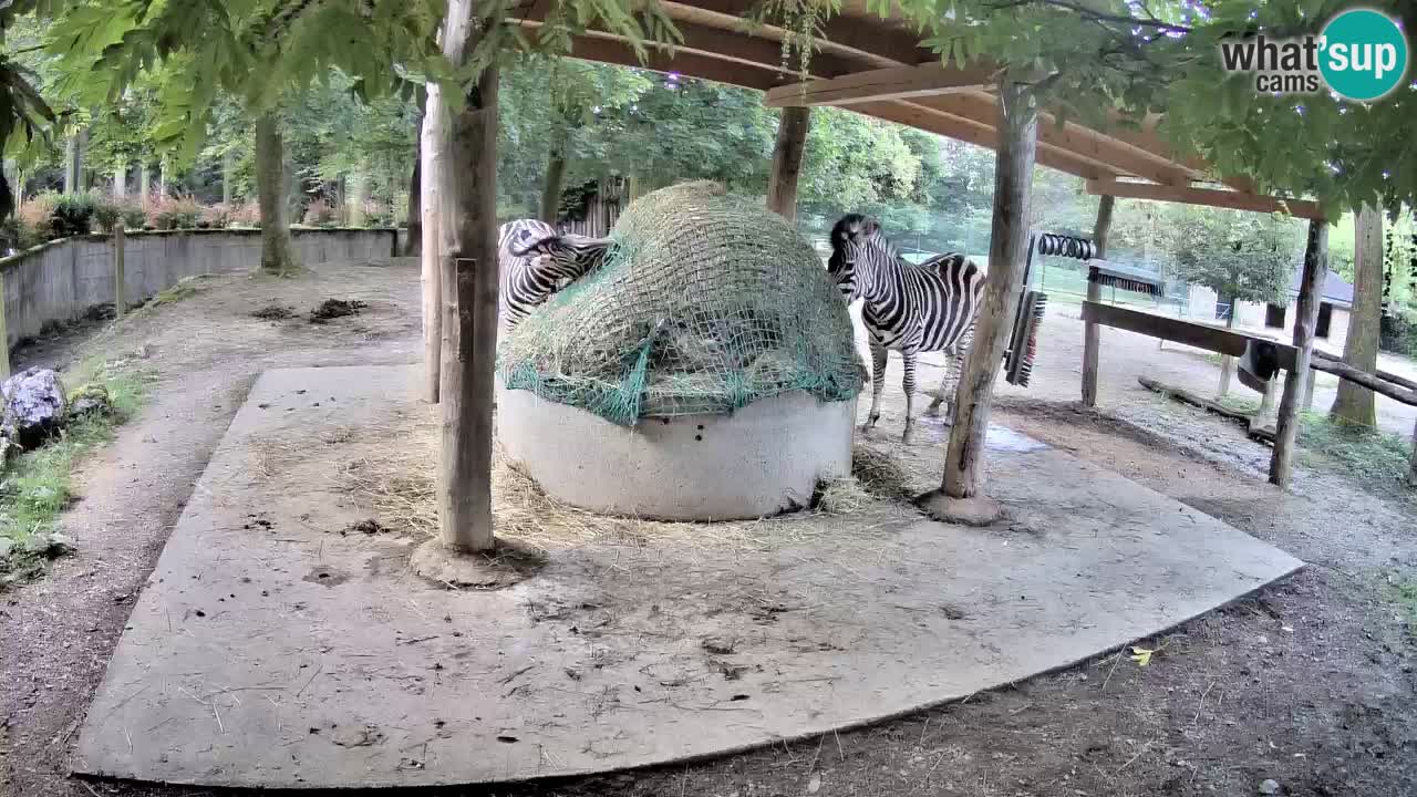 Camera en vivo Cebras in Ljubljana ZOO – Eslovenia