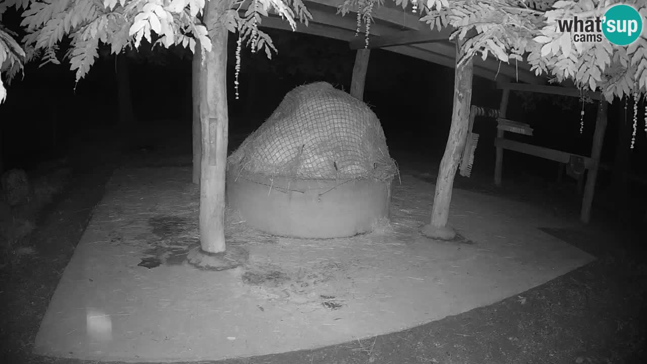 Camera en vivo Cebras in Ljubljana ZOO – Eslovenia