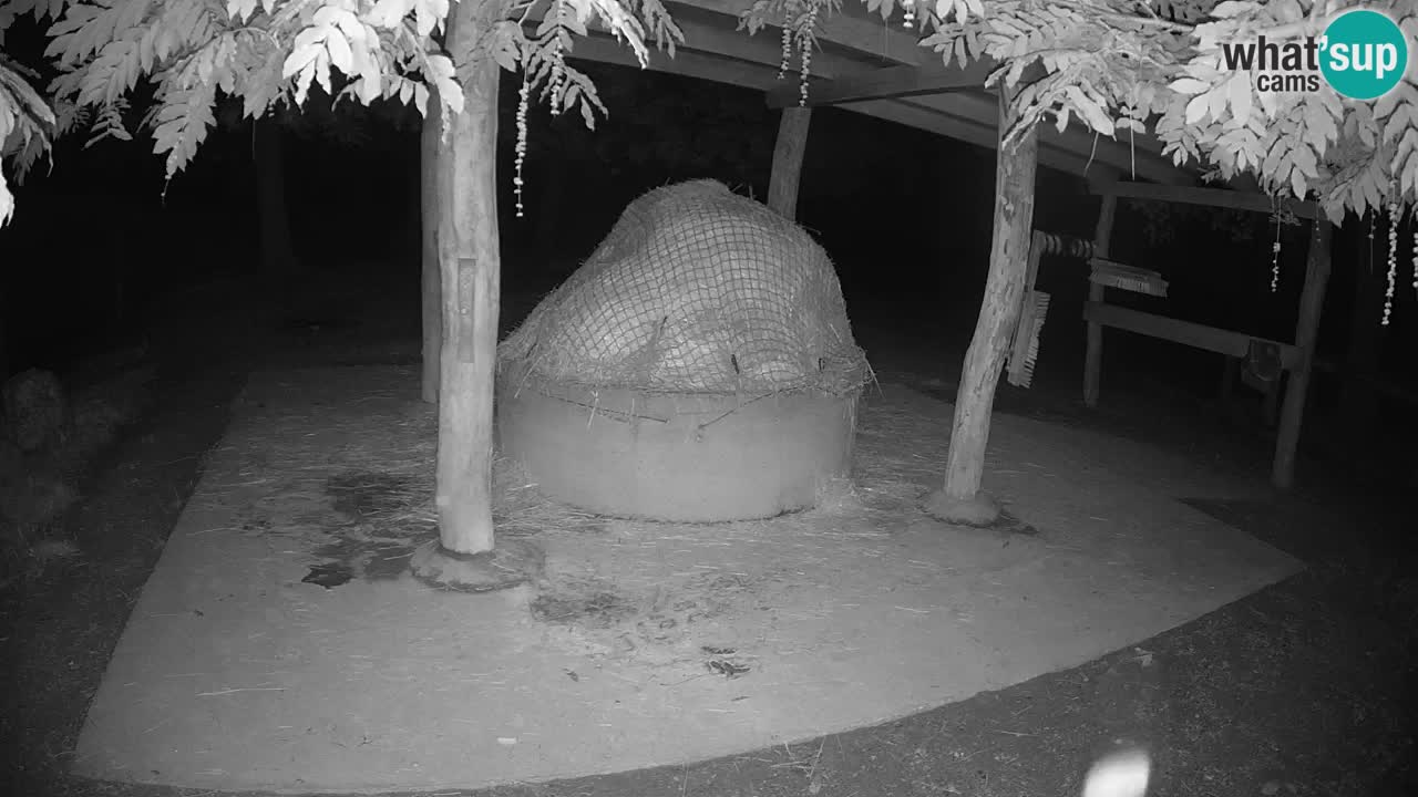 Le Zebre nello ZOO di Ljubljana – Slovenia Live webcam