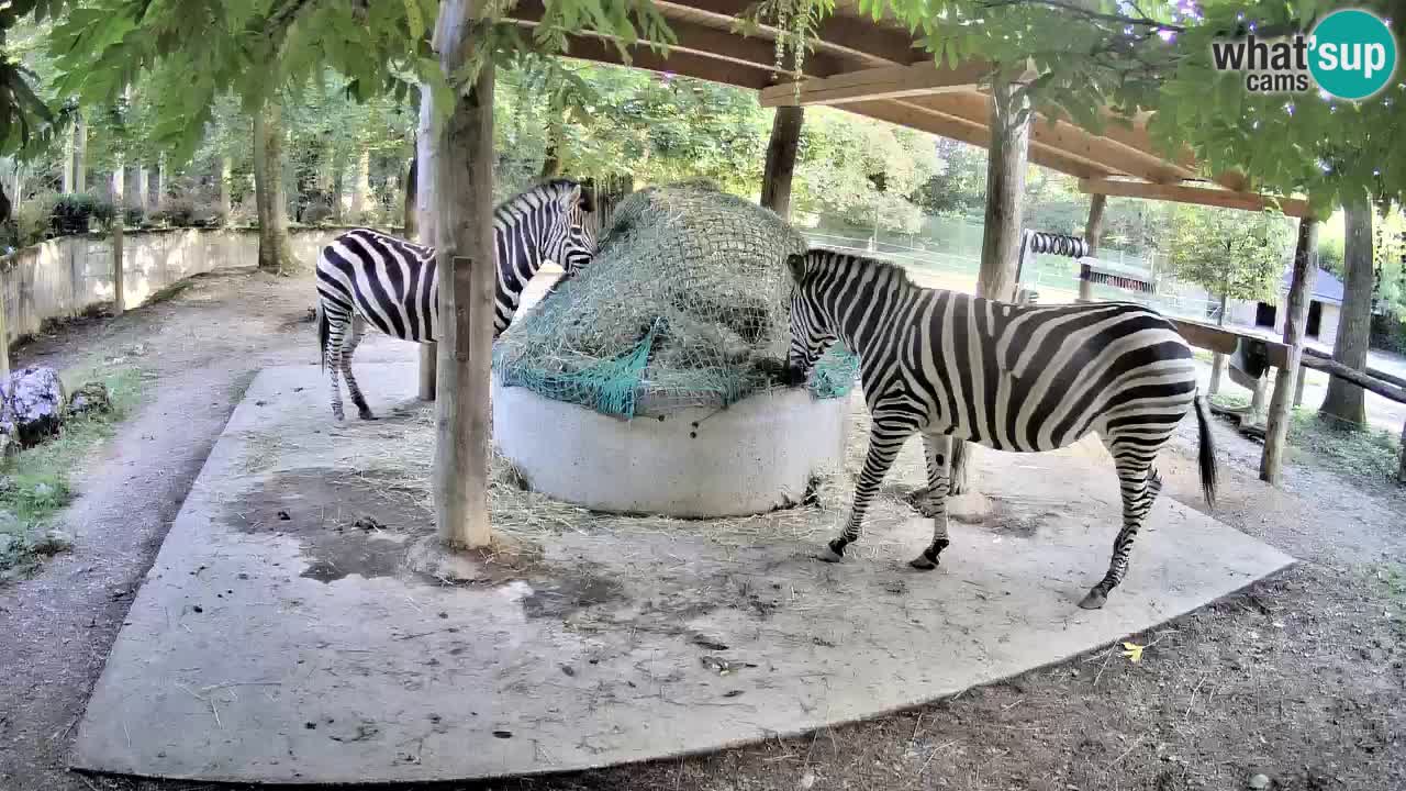 Live Webcam Zebras in Ljubljana ZOO – Slowenien