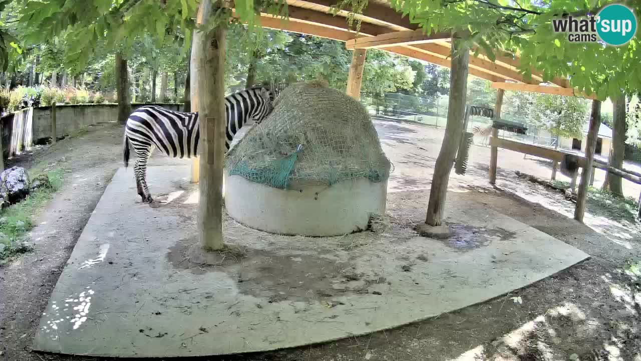 Camera en vivo Cebras in Ljubljana ZOO – Eslovenia