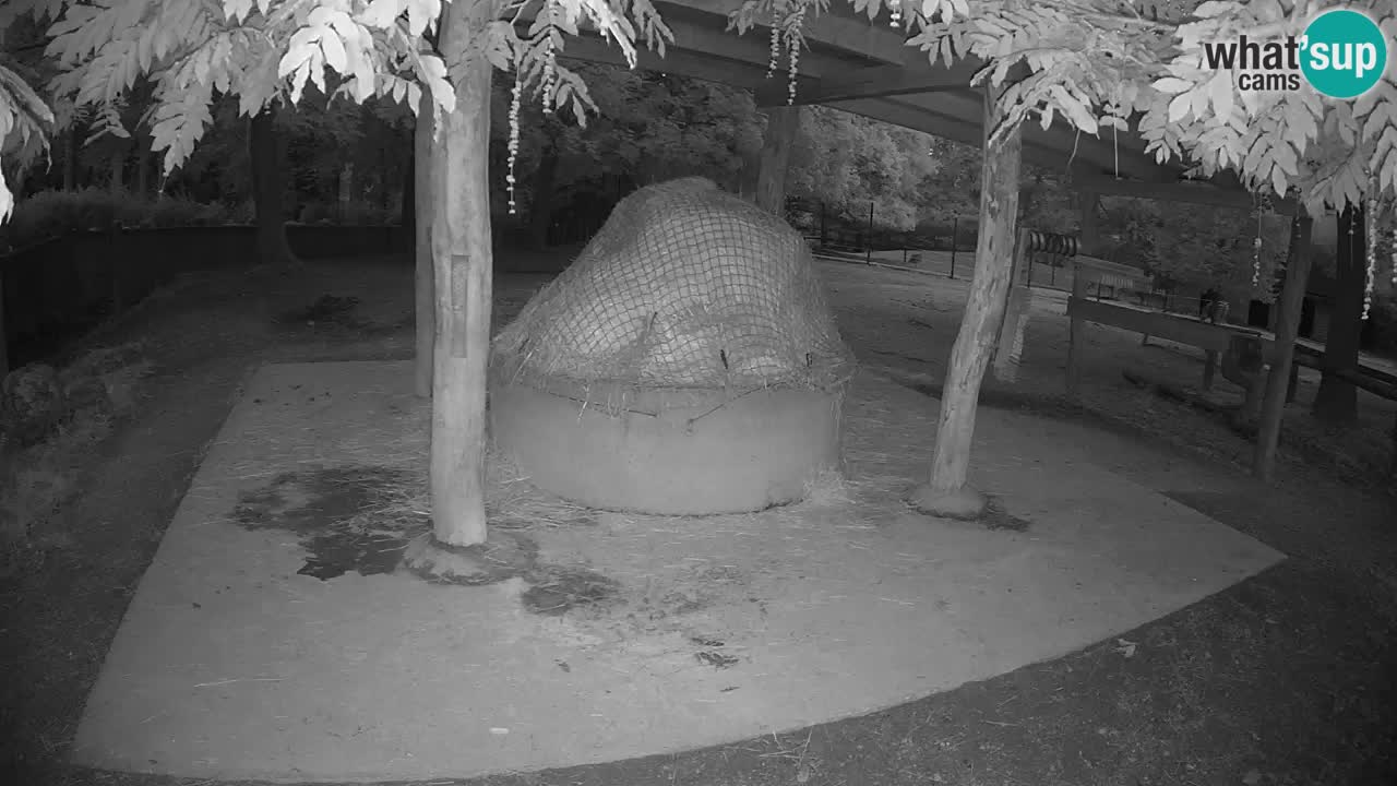 Live webcam Zebras in Ljubljana ZOO – Slovenia