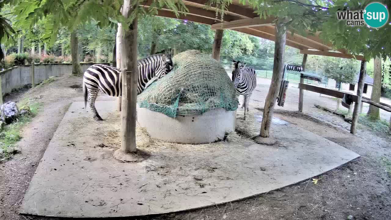 Web kamera uživo Zebras u ZOO Ljubljana – Slovenija