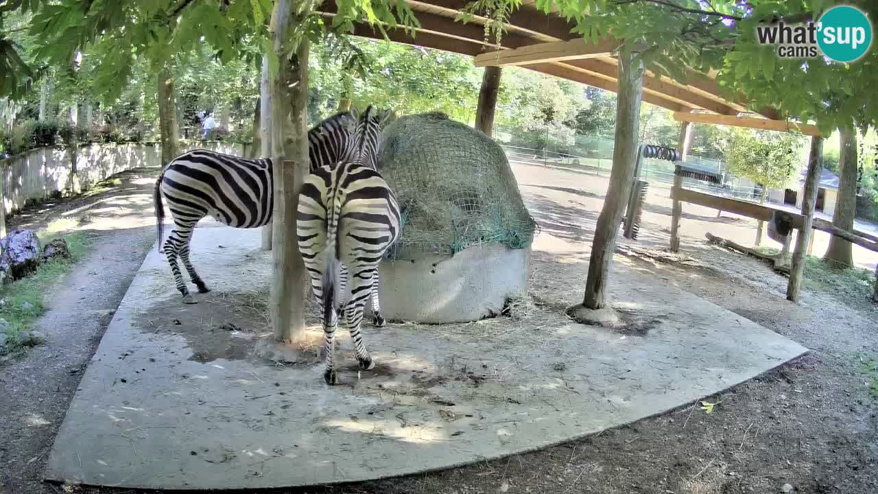 Zebre v živo v živalskem vrtu Ljubljana ZOO spletne kamere