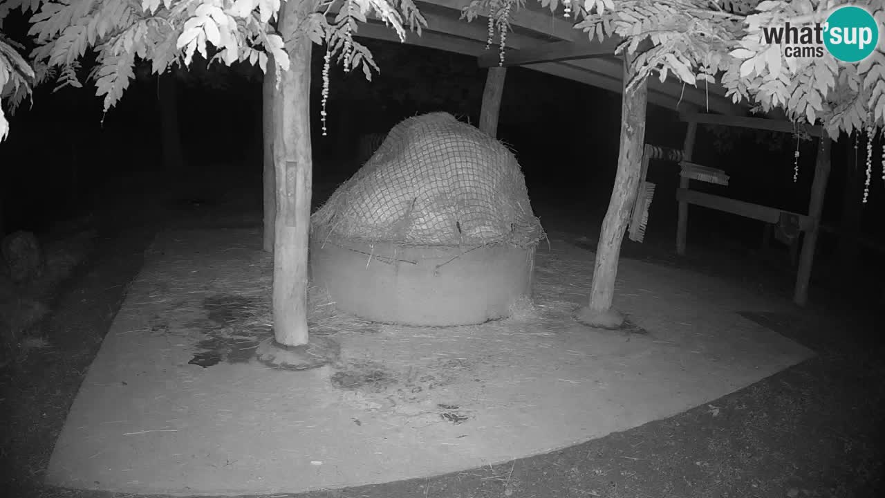 Le Zebre nello ZOO di Ljubljana – Slovenia Live webcam