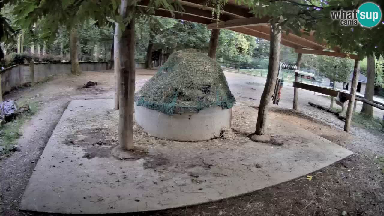 Web kamera uživo Zebras u ZOO Ljubljana – Slovenija