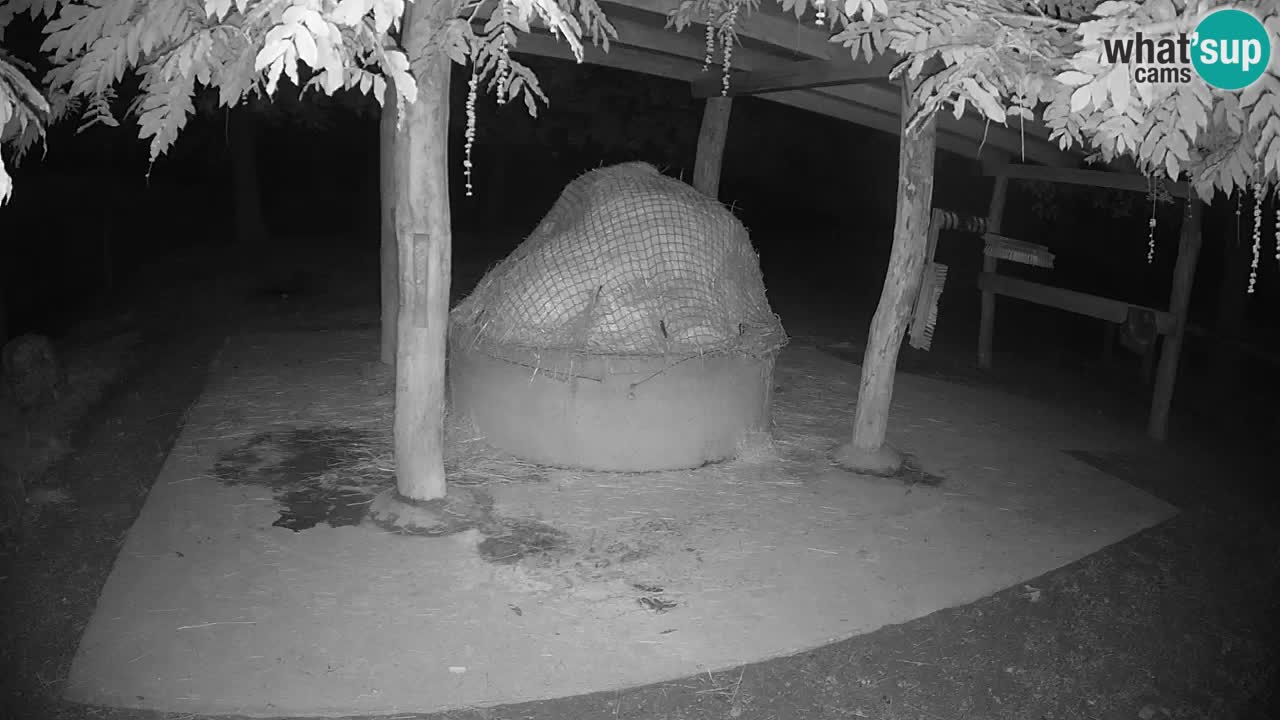 Le Zebre nello ZOO di Ljubljana – Slovenia Live webcam
