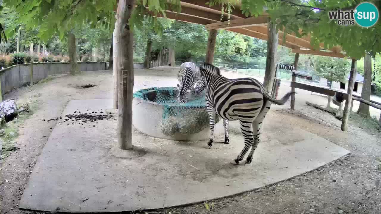 Le Zebre nello ZOO di Ljubljana – Slovenia Live webcam