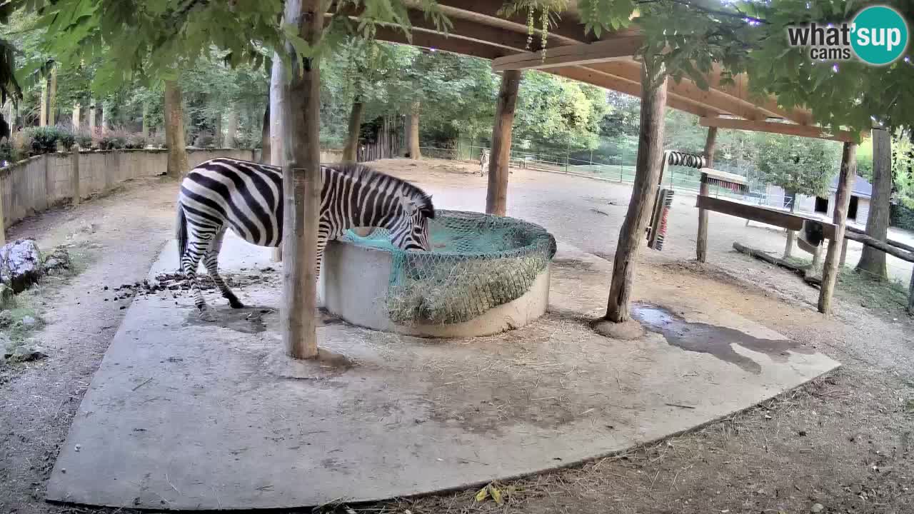 Live webcam Zebras in Ljubljana ZOO – Slovenia