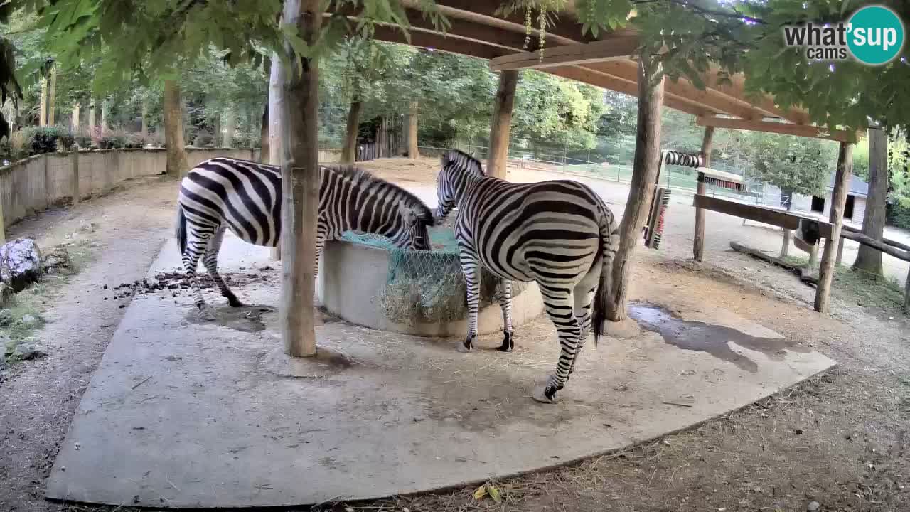 Live webcam Zebras in Ljubljana ZOO – Slovenia