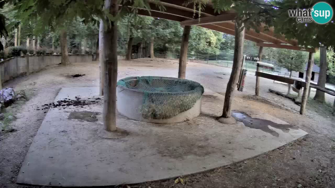 Zebre v živo v živalskem vrtu Ljubljana ZOO spletne kamere