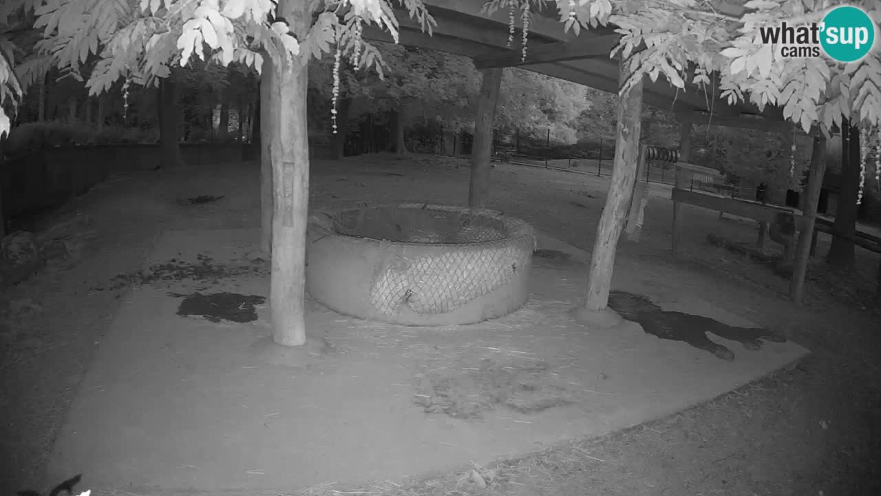 Live webcam Les zèbres in Ljubljana ZOO – Slovénie