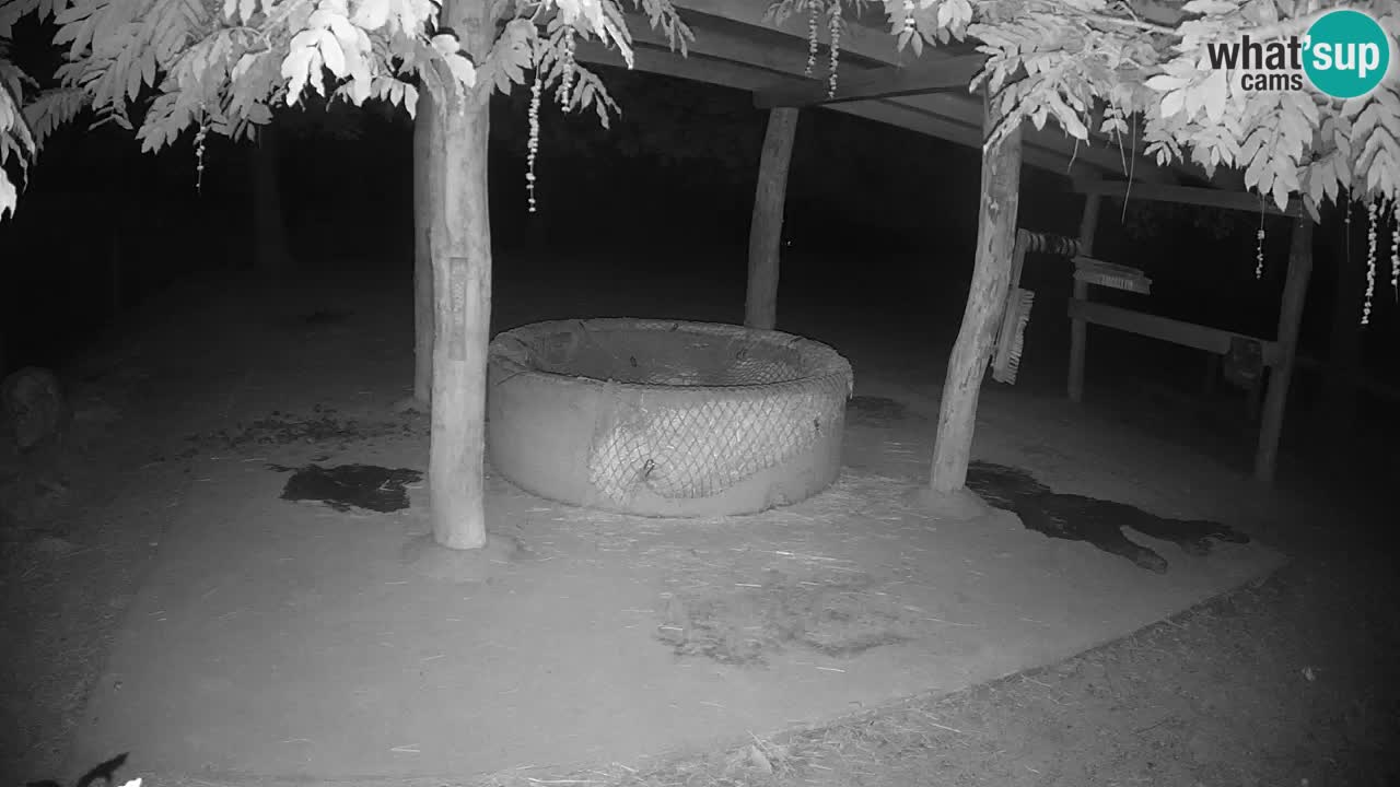 Zebre v živo v živalskem vrtu Ljubljana ZOO spletne kamere