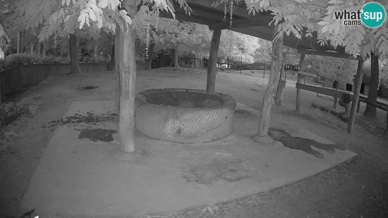 Le Zebre nello ZOO di Ljubljana – Slovenia Live webcam