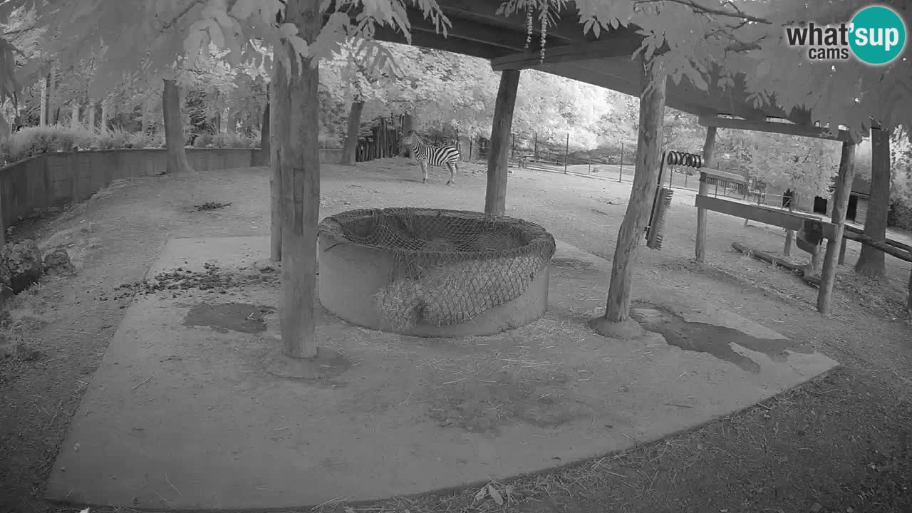 Zebre v živo v živalskem vrtu Ljubljana ZOO spletne kamere