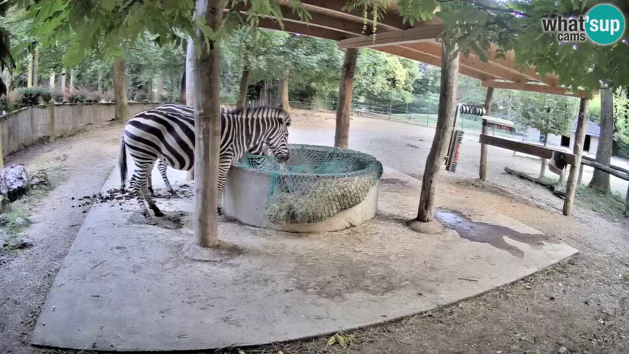 Zebre v živo v živalskem vrtu Ljubljana ZOO spletne kamere
