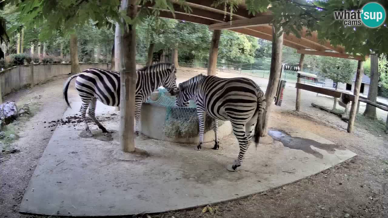 Live webcam Zebras in Ljubljana ZOO – Slovenia