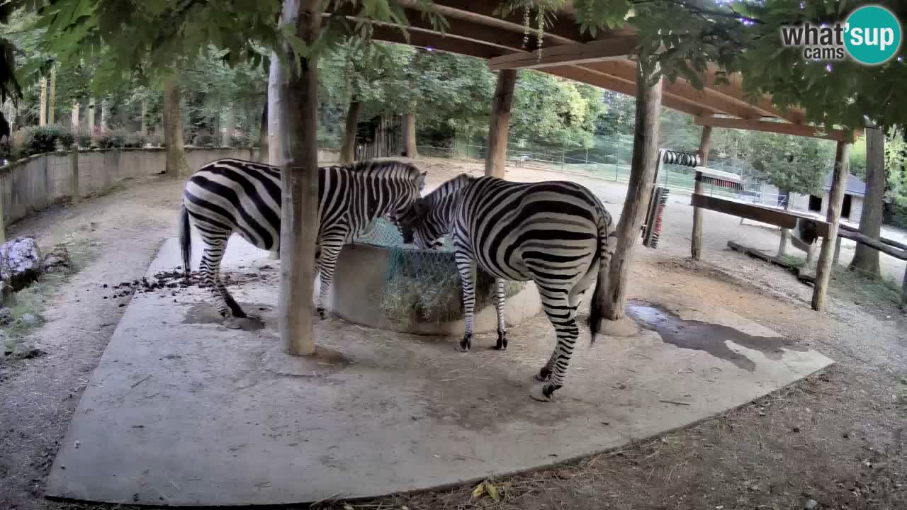 Camera en vivo Cebras in Ljubljana ZOO – Eslovenia