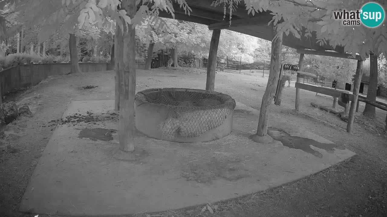 Zebre v živo v živalskem vrtu Ljubljana ZOO spletne kamere
