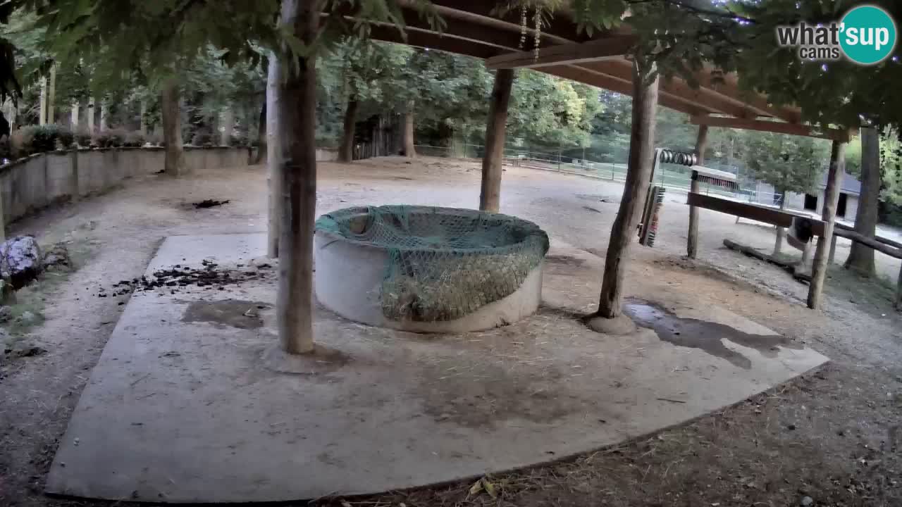 Live Webcam Zebras in Ljubljana ZOO – Slowenien