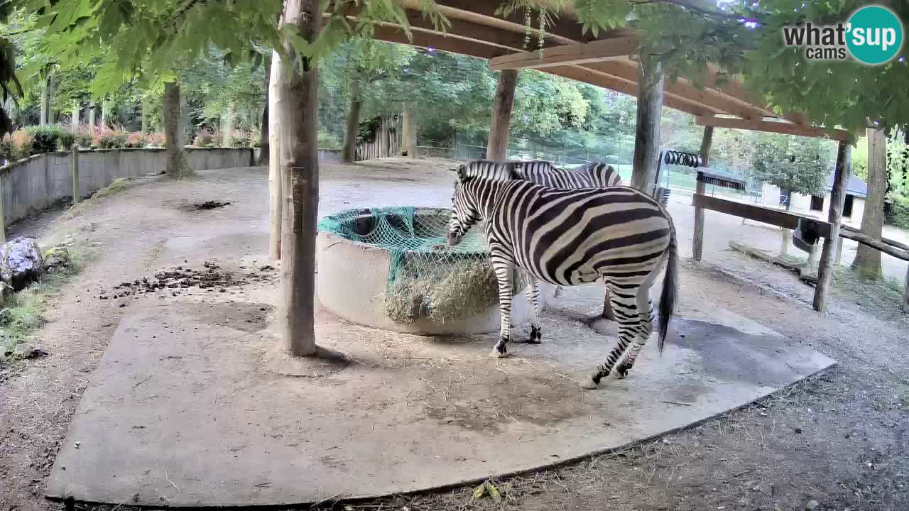 Le Zebre nello ZOO di Ljubljana – Slovenia Live webcam