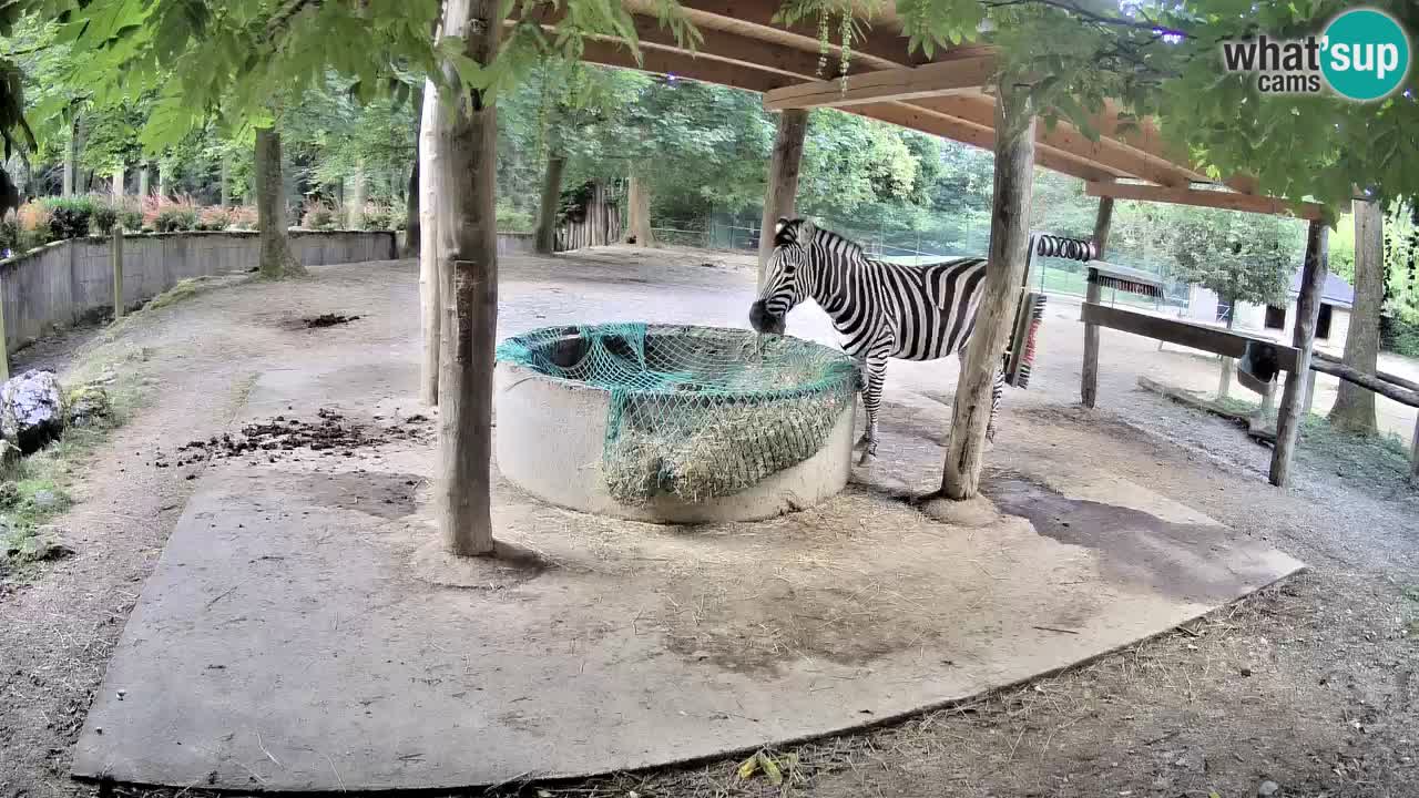 Live Webcam Zebras in Ljubljana ZOO – Slowenien