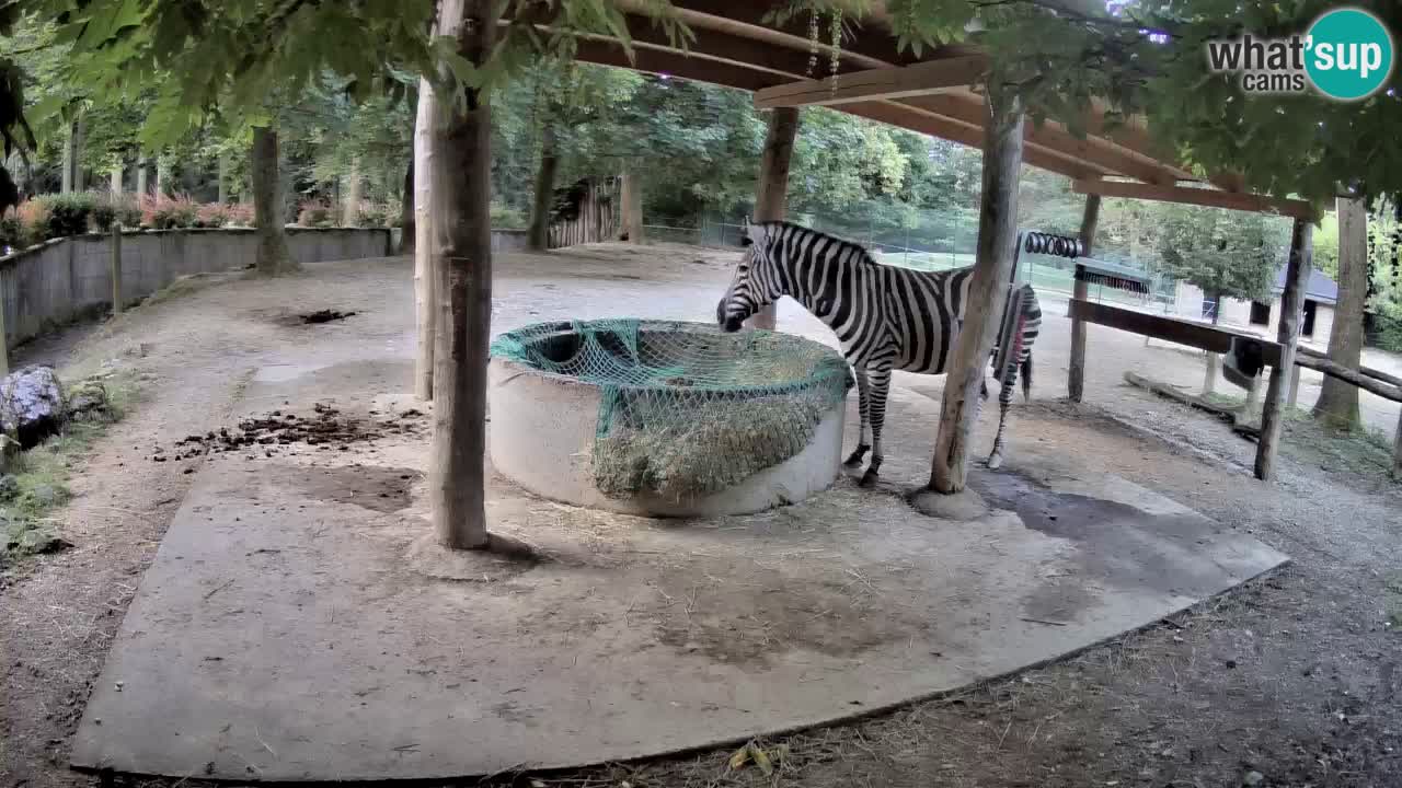 Camera en vivo Cebras in Ljubljana ZOO – Eslovenia