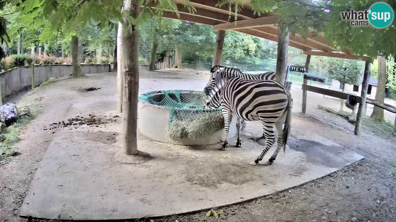 Zebre v živo v živalskem vrtu Ljubljana ZOO spletne kamere