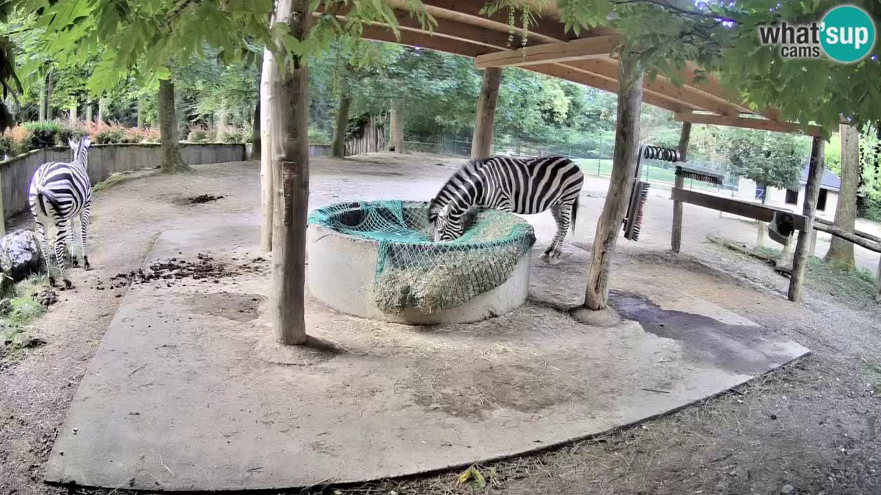 Camera en vivo Cebras in Ljubljana ZOO – Eslovenia
