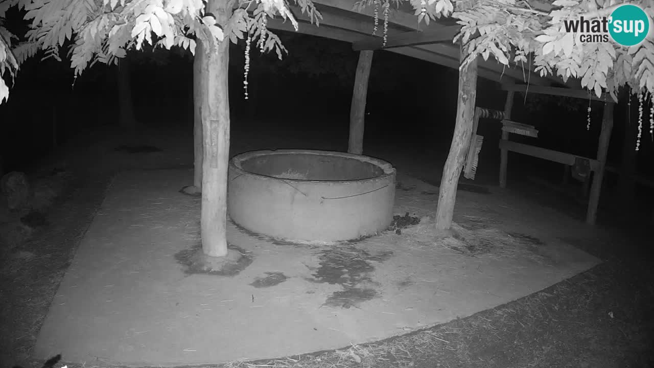Le Zebre nello ZOO di Ljubljana – Slovenia Live webcam