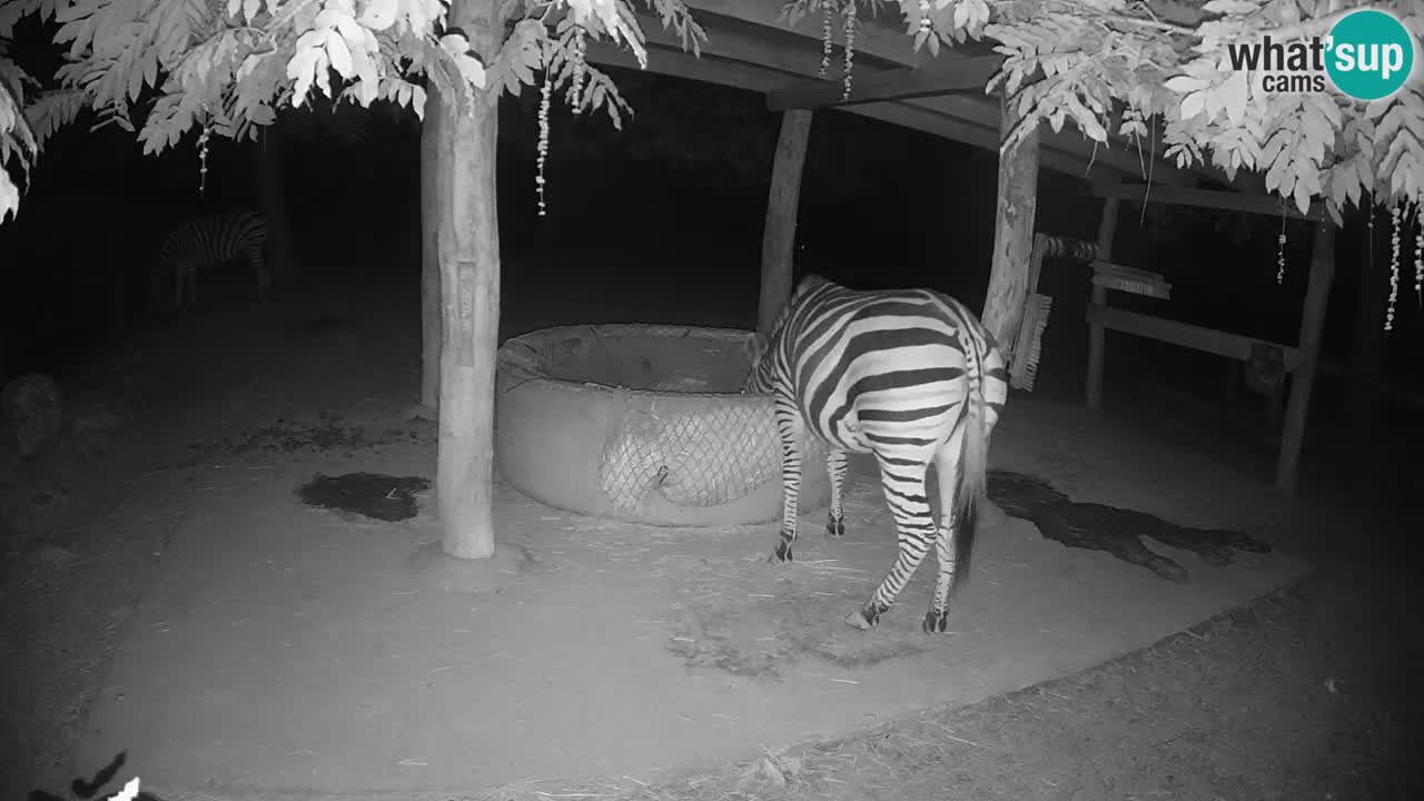 Live webcam Zebras in Ljubljana ZOO – Slovenia