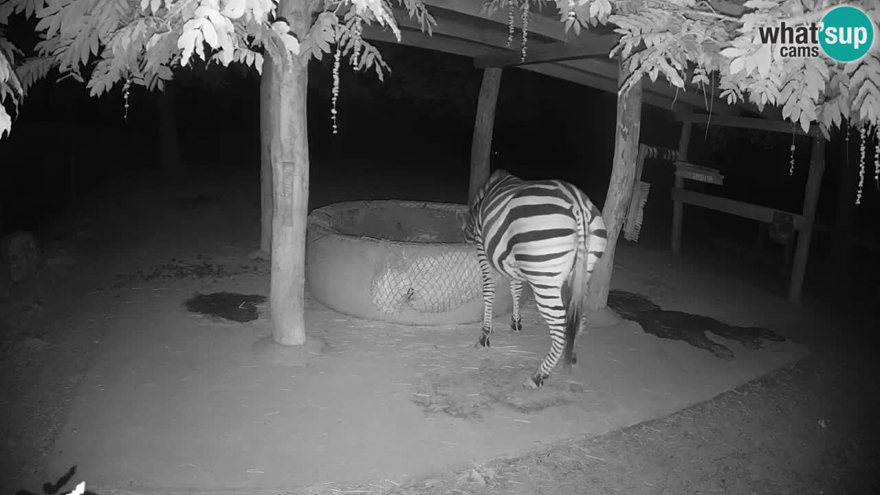 Live webcam Zebras in Ljubljana ZOO – Slovenia