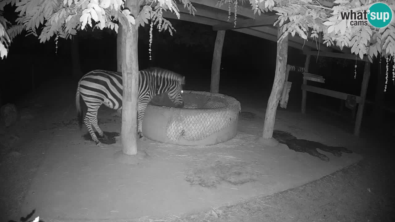 Zebre v živo v živalskem vrtu Ljubljana ZOO spletne kamere